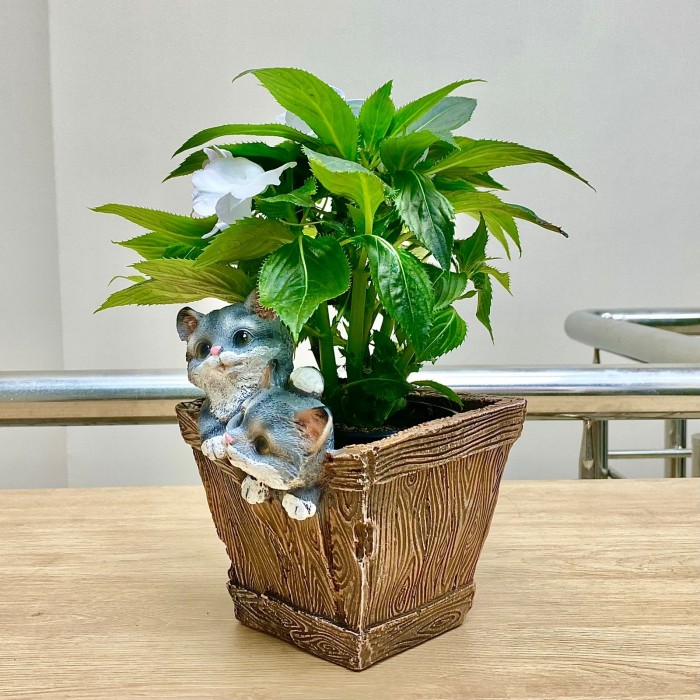 Бальзамин Новогвинейский белый в кашпо с котятами