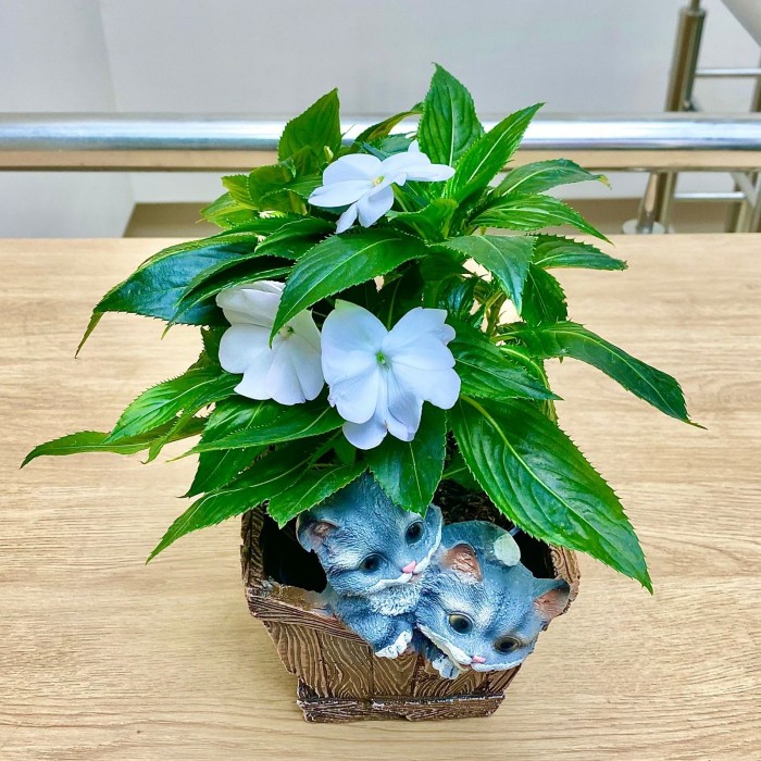 Бальзамин Новогвинейский белый в кашпо с котятами