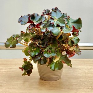 Бегония Bunchii