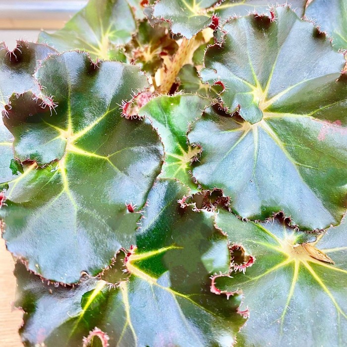 Бегония Bunchii