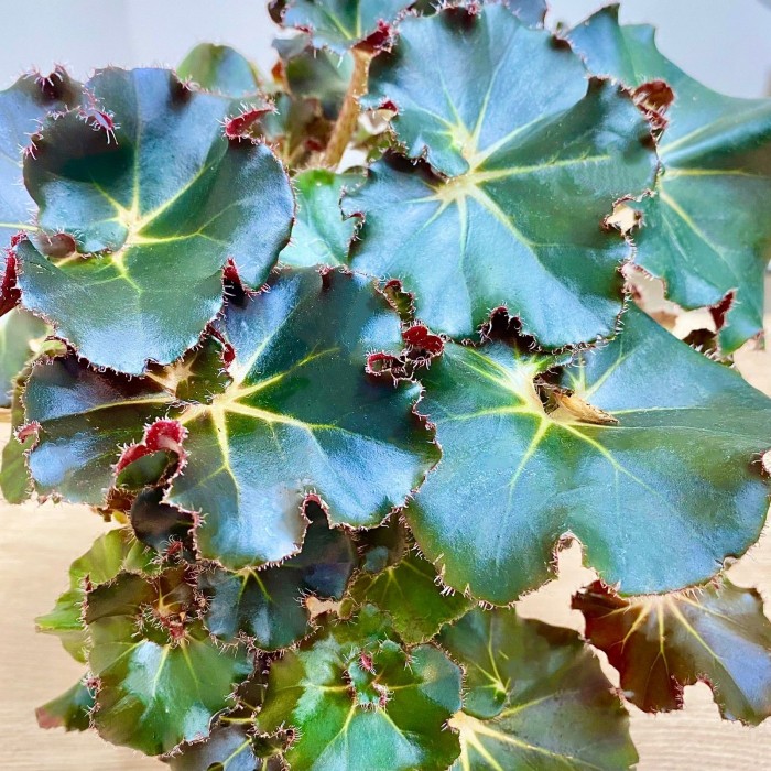 Бегония Bunchii