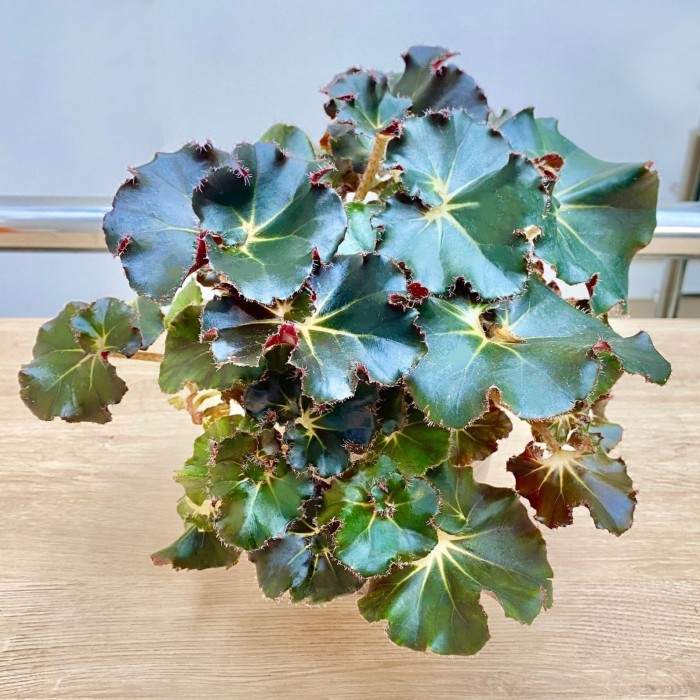 Бегония Bunchii