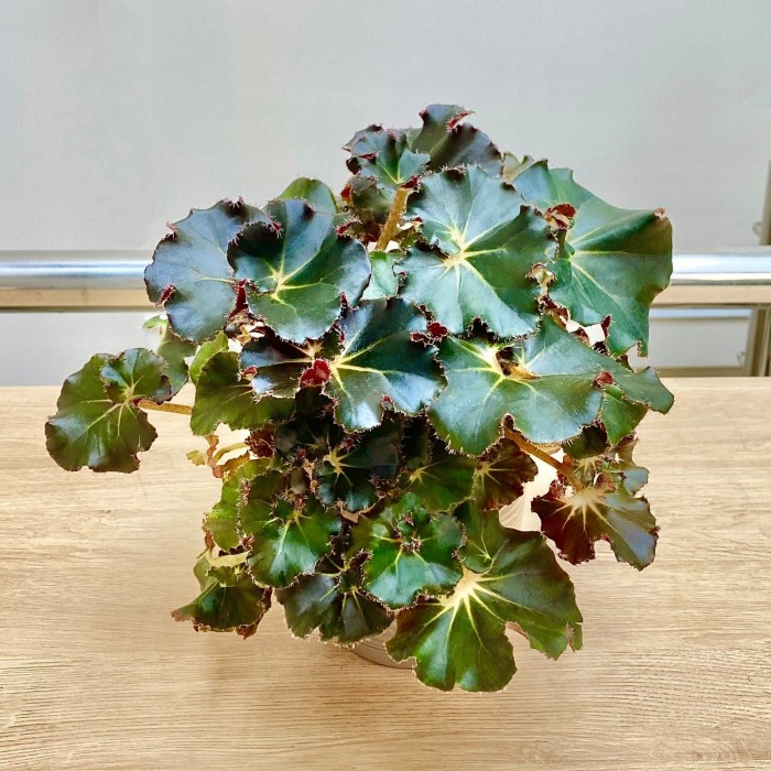 Бегония Bunchii