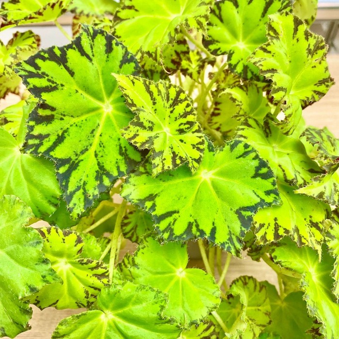 Бегония Lima love