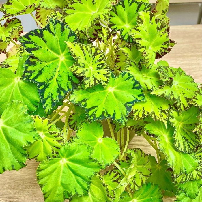 Бегония Lima love