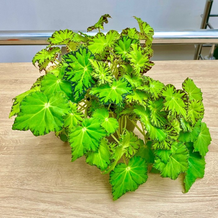 Бегония Lima love