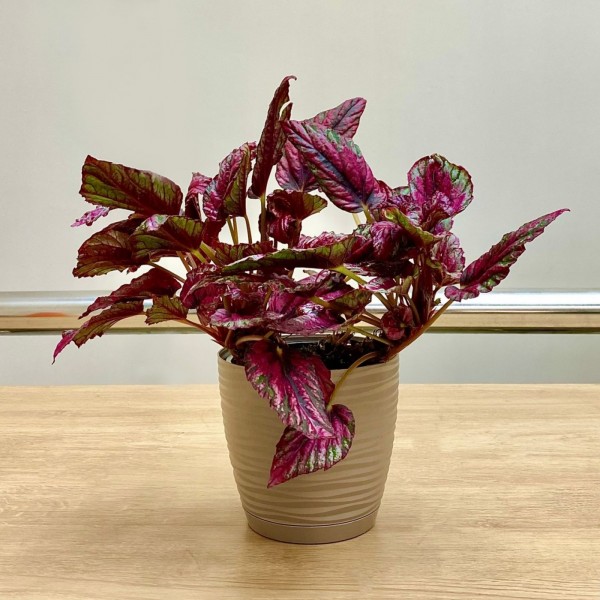 Бегония Salsa