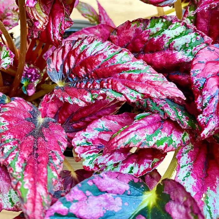 Бегония Salsa