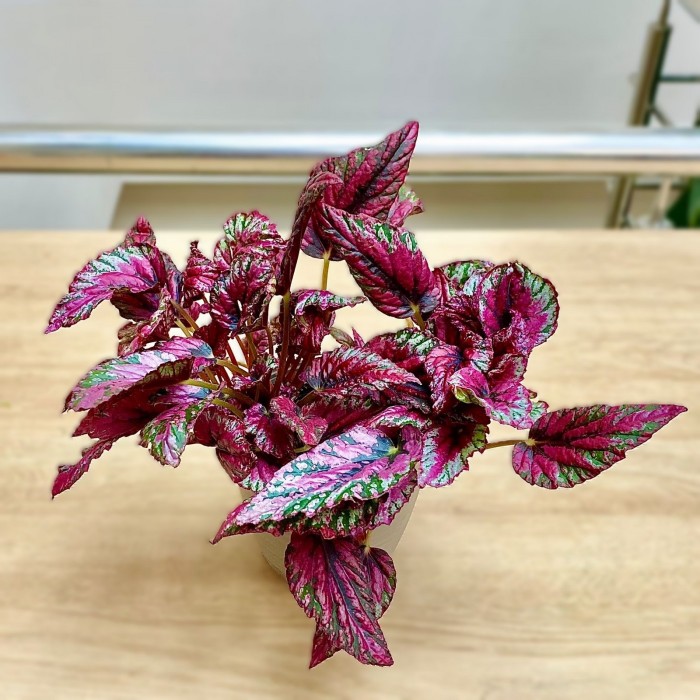 Бегония Salsa