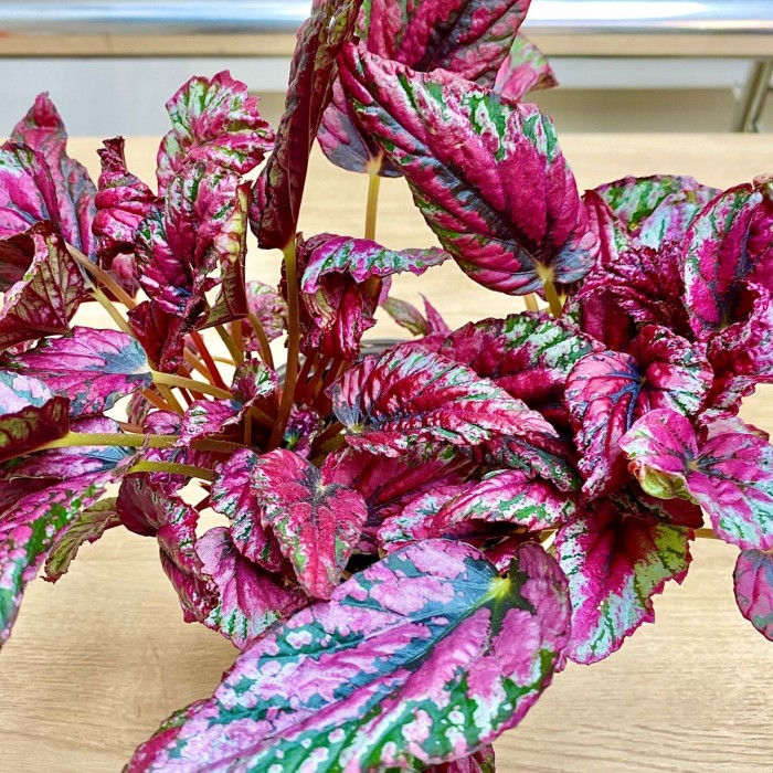 Бегония Salsa