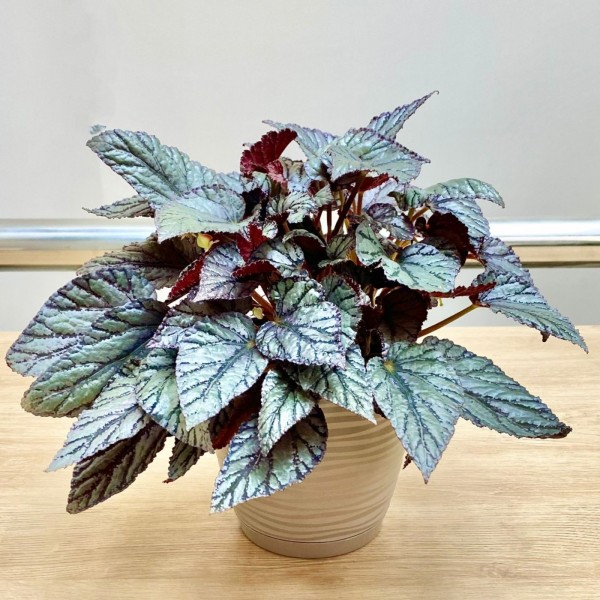 Бегония Арктик бриз