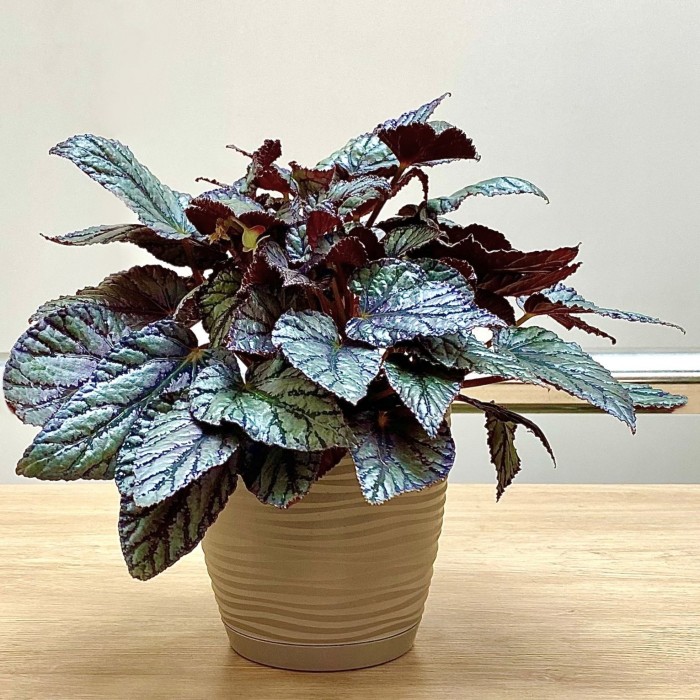 Бегония Арктик бриз