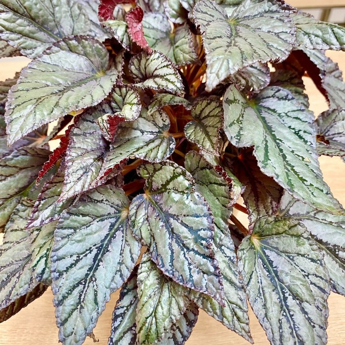 Бегония Арктик бриз