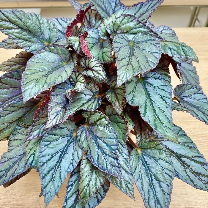 Бегония Арктик бриз