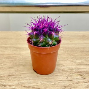 Эхинокактус мини фиолетовый
