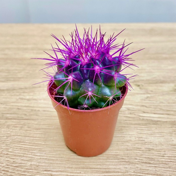 Эхинокактус мини фиолетовый