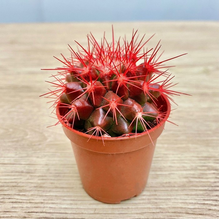 Эхинокактус мини красный