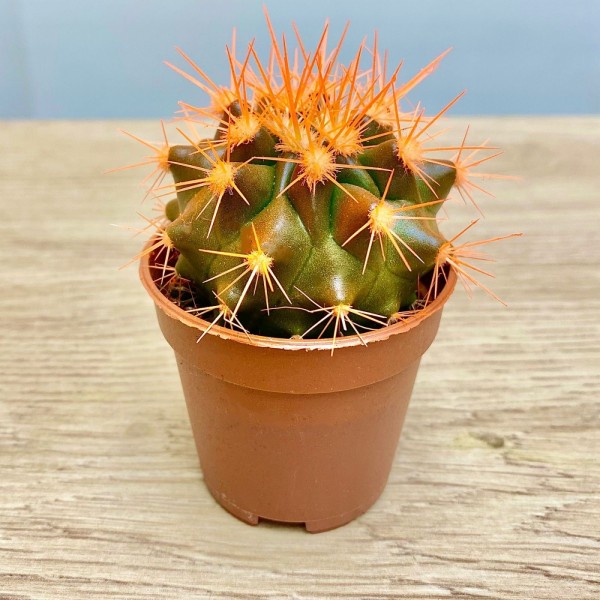 Эхинокактус мини оранжевый