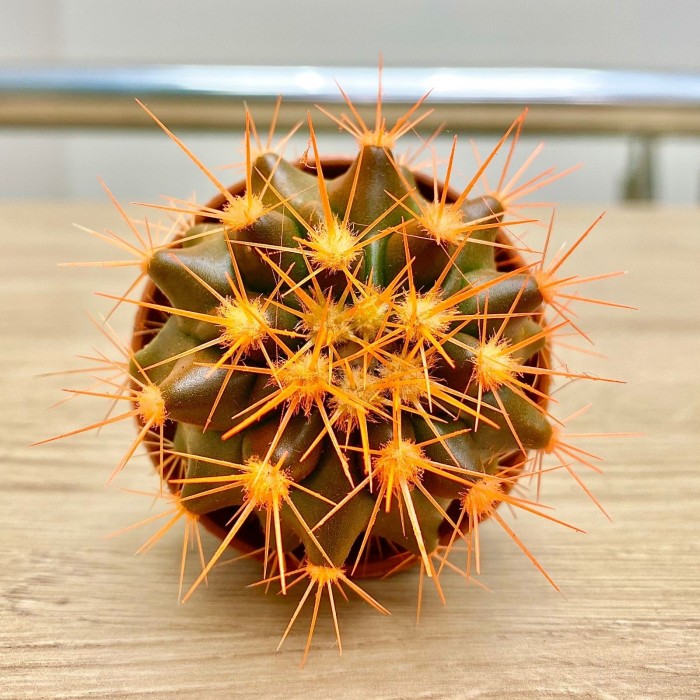 Эхинокактус мини оранжевый