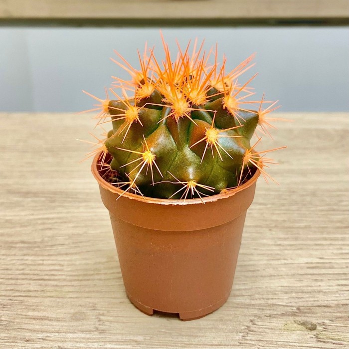 Эхинокактус мини оранжевый