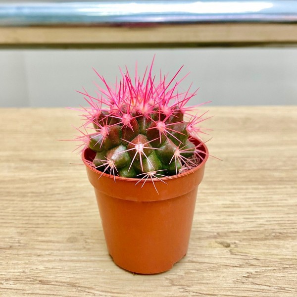 Эхинокактус мини розовый