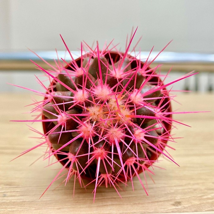 Эхинокактус мини розовый