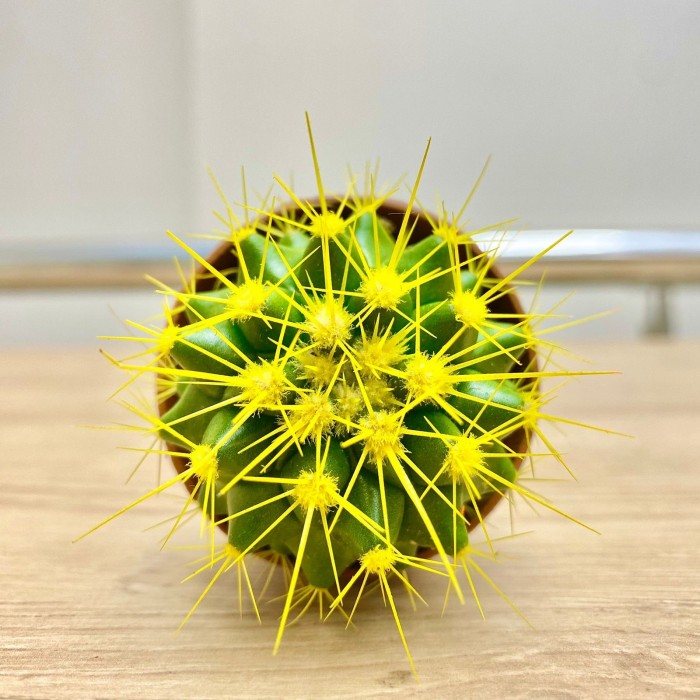 Эхинокактус мини желтый