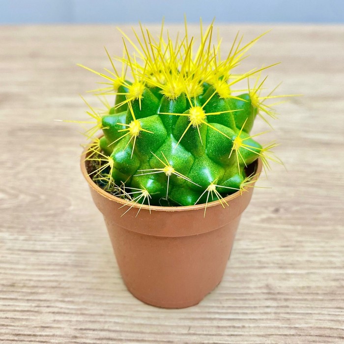 Эхинокактус мини желтый