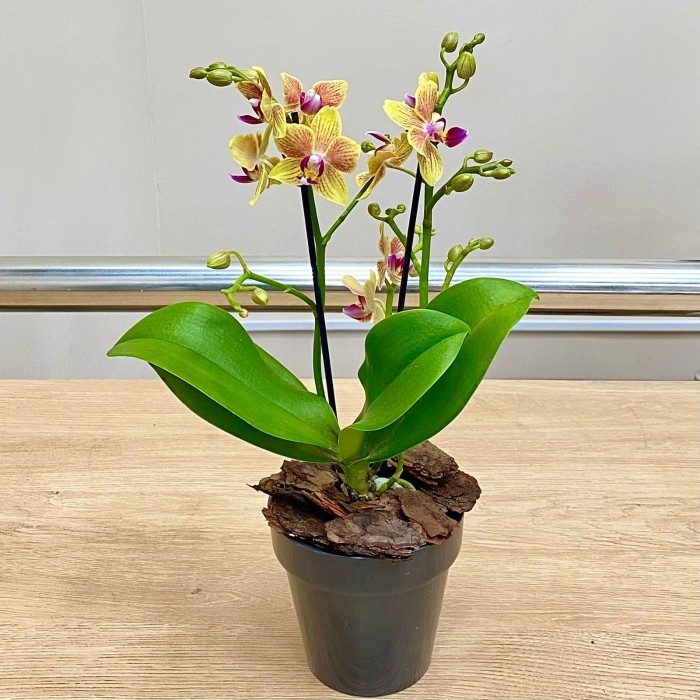 Орхидея Фаленопсис мини желтая в  малиновую полоску