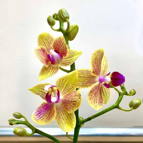 Орхидея Фаленопсис мини желтая в  малиновую полоску