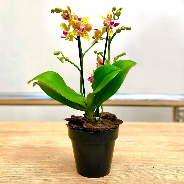 Орхидея Фаленопсис мини желтая в  малиновую полоску