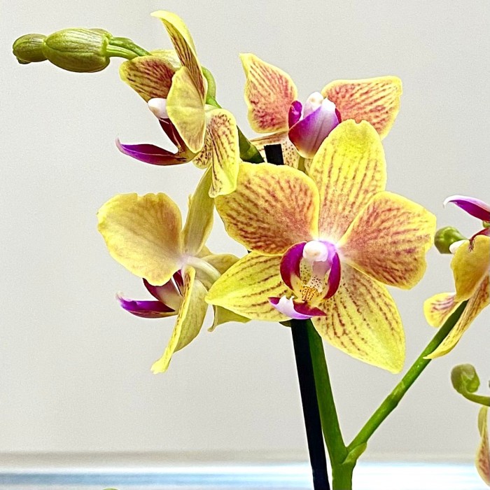 Орхидея Фаленопсис мини желтая в  малиновую полоску