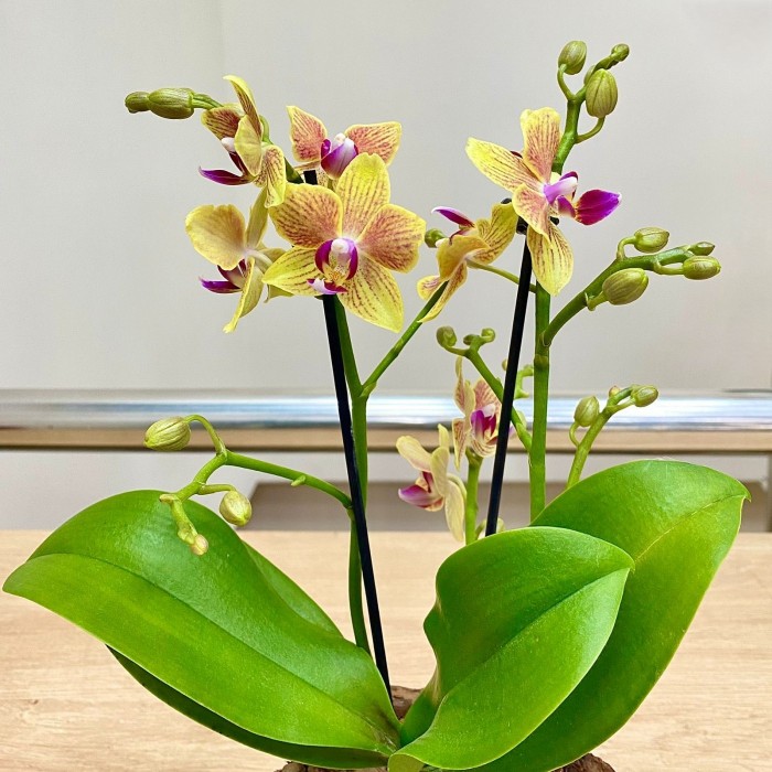 Орхидея Фаленопсис мини желтая в  малиновую полоску