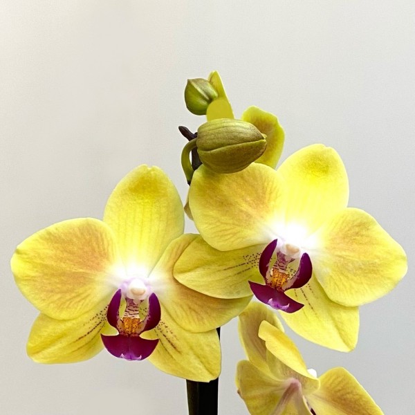 Орхидея Фаленопсис одноствольная жёлтая с фиолетовой серединкой