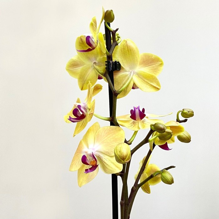 Орхидея Фаленопсис одноствольная жёлтая с фиолетовой серединкой