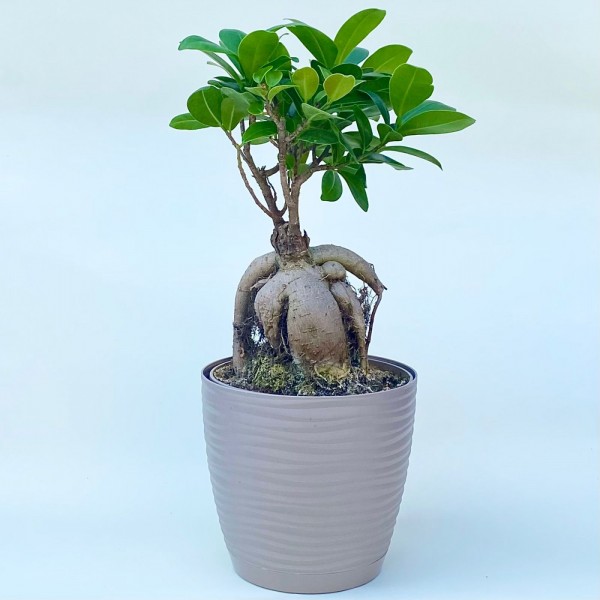 Фикус микрокарпа