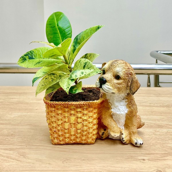 Фикус Шривериана в кашпо "Щенок возле корзины"