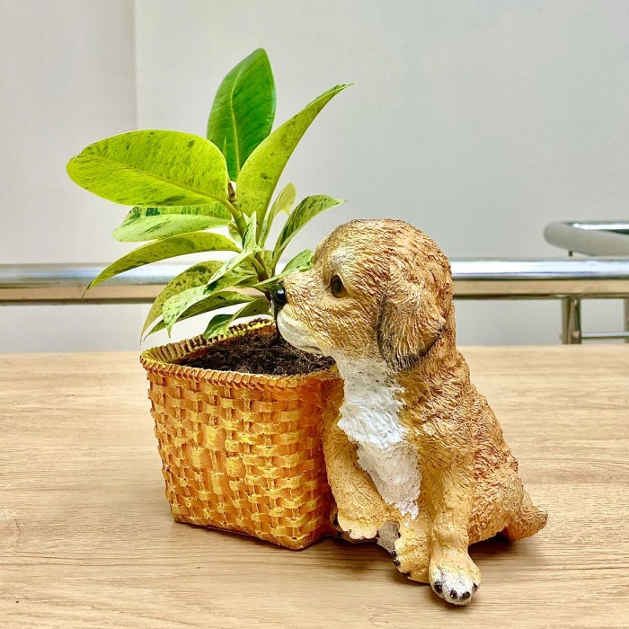 Фикус Шривериана в кашпо "Щенок возле корзины"