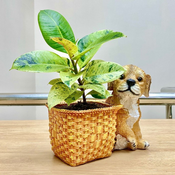 Фикус Шривериана в кашпо "Щенок возле корзины"