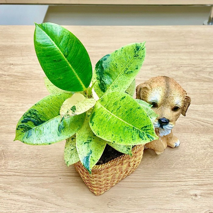 Фикус Шривериана в кашпо "Щенок возле корзины"