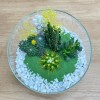 Флорариум с кактусами и суккулентами