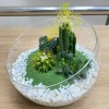 Флорариум с кактусами и суккулентами