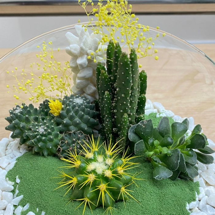 Флорариум с кактусами и суккулентами