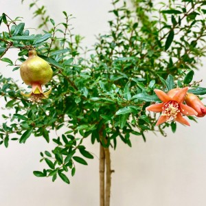 Карликовый гранат  в горшке