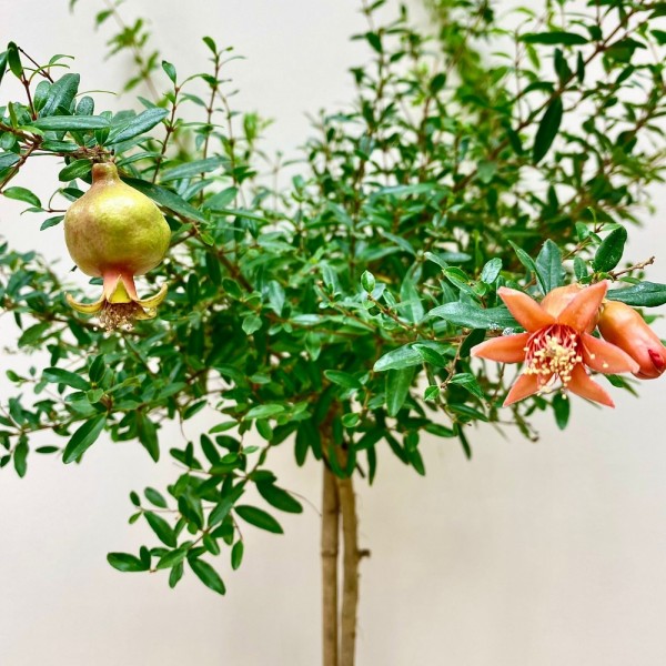 Карликовый гранат  в горшке