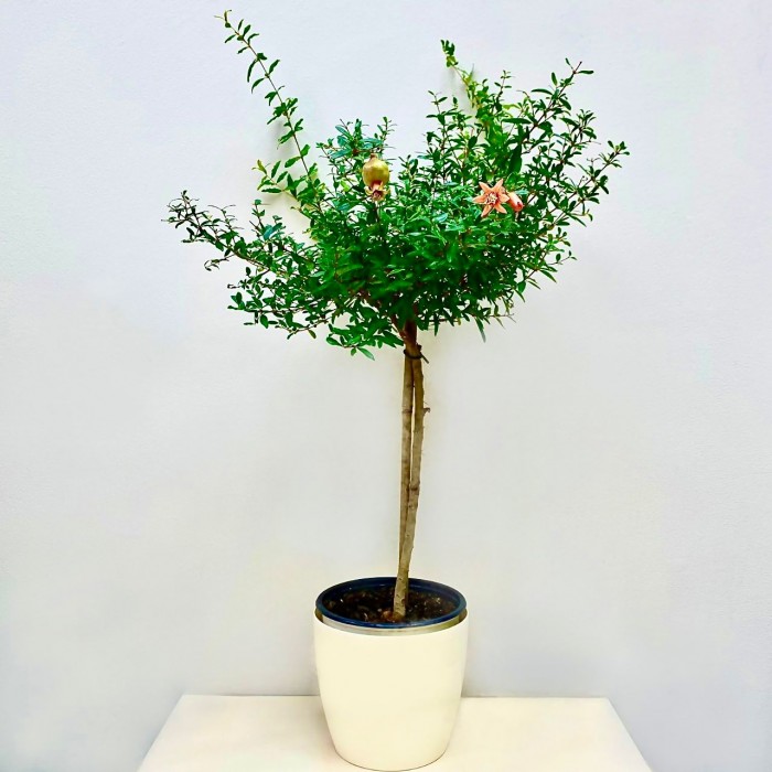 Карликовый гранат  в горшке