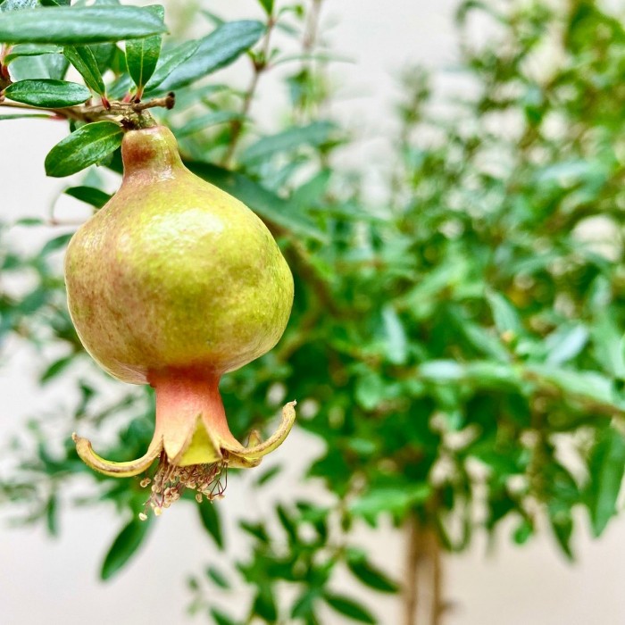 Карликовый гранат  в горшке