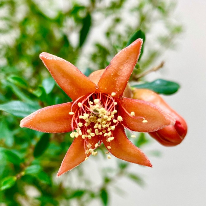 Карликовый гранат  в горшке