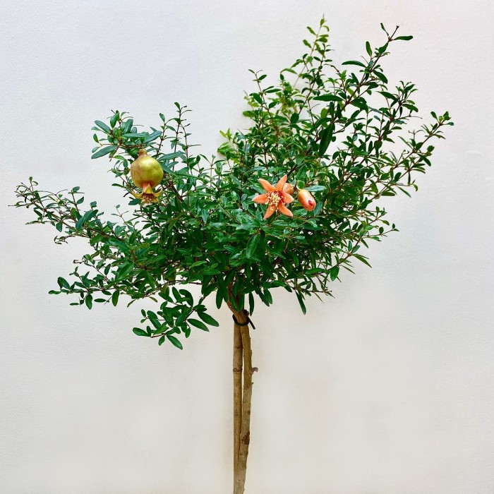 Карликовый гранат  в горшке