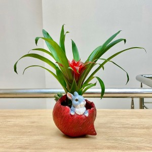 Гузмания в кашпо Свекла с зайчиком